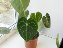 �������� �����������