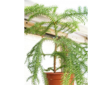 ���������+/