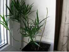 ��������� �����������