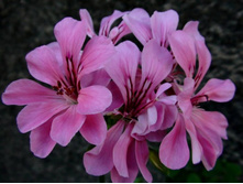 White Mesh(������ � �������� ����������������)