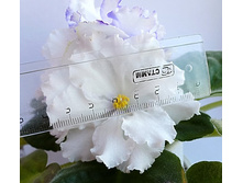 Arctic Frost ������.JPG