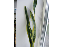 �������� (������������)