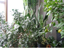 ��������� (�������� ������)