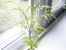 ���������+)+/