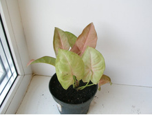 ��������� ����+)+/