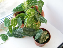 ���������� ������