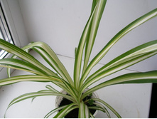 ���������� Vittatum+/