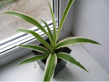 ���������� Variegatum+/