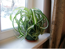 ���������� �����+)+/