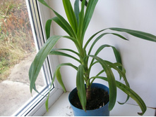 ���� ��������+/