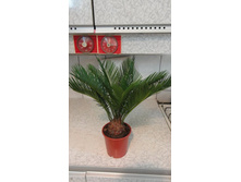 ����� �� 650 ���. 