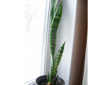 ������������ (����� ����)