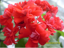 ������� anntim