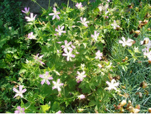 ������*) (�����������)