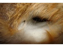 ��� ������ ������)