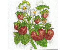 № 17  �����������   1/4 �����  3 �