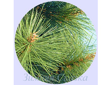 ������������� ����� ��������.jpg