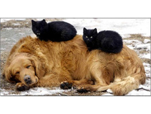 ������ ��� �������