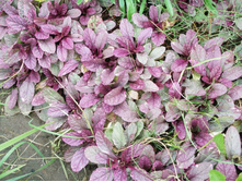 ���.���. �������� ����*)