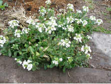 ������ (������)+)