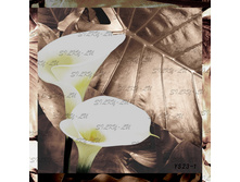 YS 23-1 ������.jpg