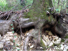 �� ����� ������...