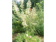 ���������  ��������� (������)*