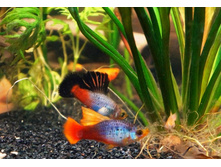 ��� ��������. ��������� � ��������.JPG