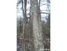 ����� ��� ������