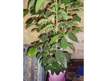 �������� �������