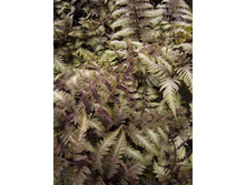 ���������� ���.������c ���*