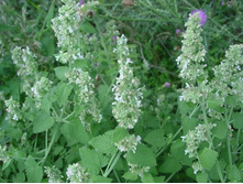 �������� �������*