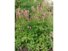 ����������� �����(������)*