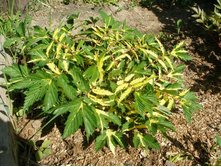 �������� �����*