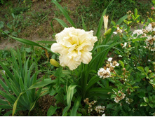 ������� ����� (��-1 ���)