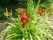 ������� ����� (���)