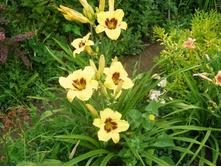 ���� ���� �����