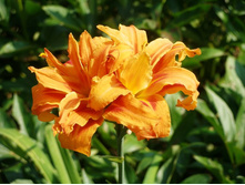 ���������(�����. ����.)+))