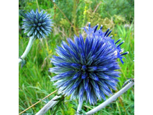 ��������� ���������*