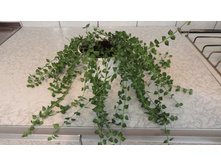 �������� �������������� (Dischidia ruscifolia)