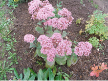 �������� �������*