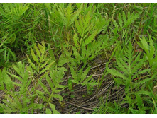 ������� ��������������*