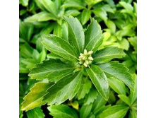 ���������� �����������*