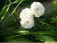 ����� ���������(�)