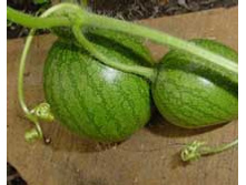 �������� �����..jpeg