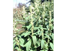 ��������� �����.jpeg