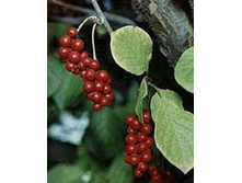 ��������� �����.jpeg