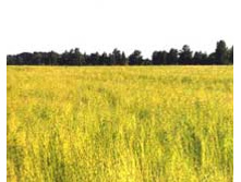 ������� �����.jpeg