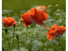 ������� �����.jpeg