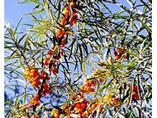 ����������� �����.jpeg